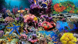 sea under wonderful coral desktop reef ocean underwater colorful background undersea wallpapers reefs corals fish hd barrier