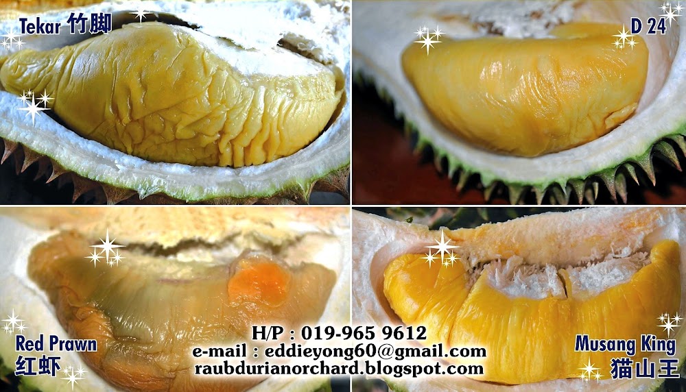 Raub durian orchard