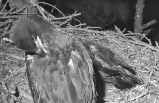Eagles and Nature with chris7: Berry College Bald Eagle Nest 2 Day Old