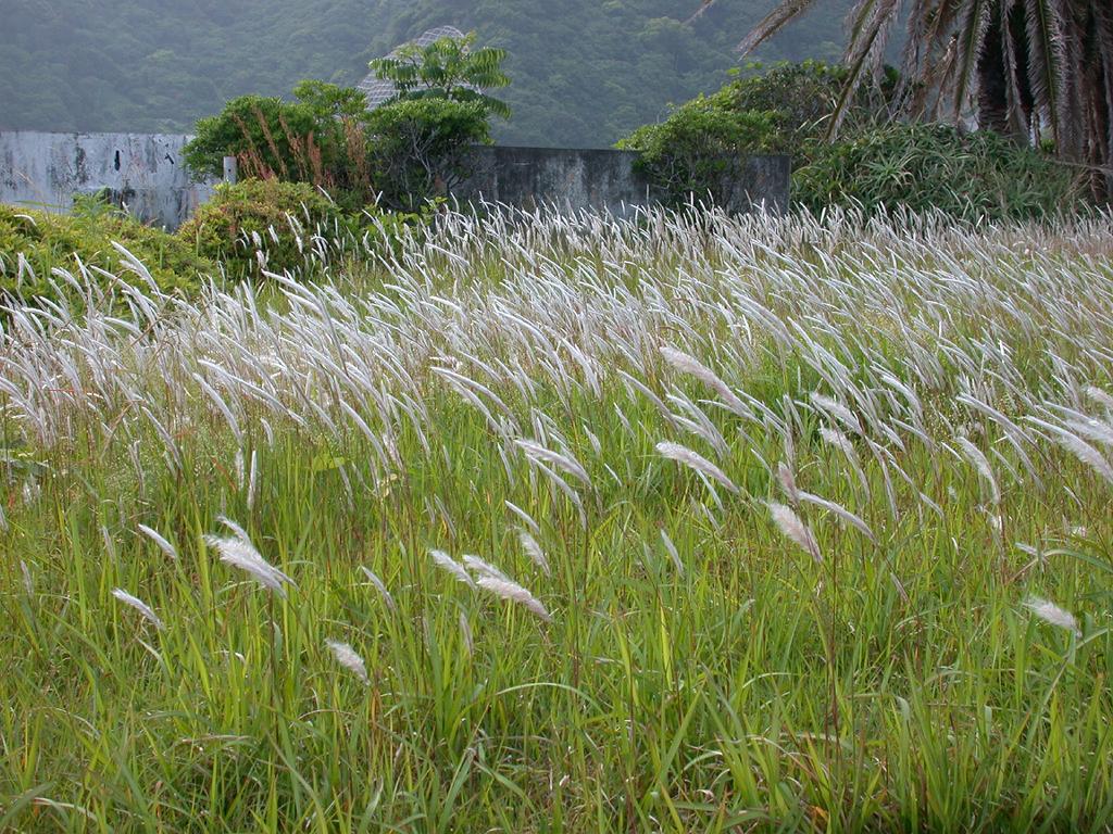 Manfaat Rumput ilalang  alang alang bagi kesehatan 