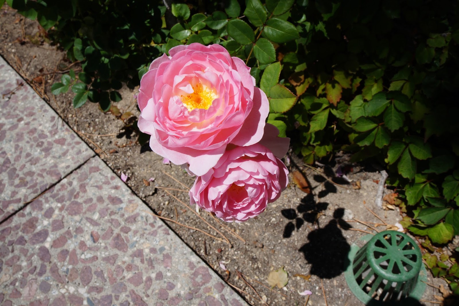 Arbor House Lane The Roses Are Here The Roses Are Here