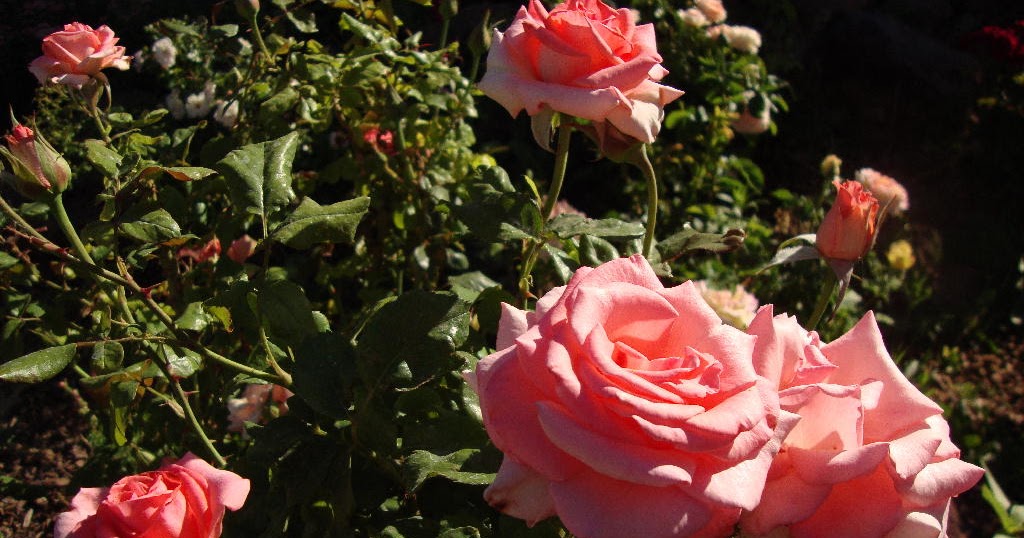 Roses, Color and Light: What is so Rare as a Day in June?