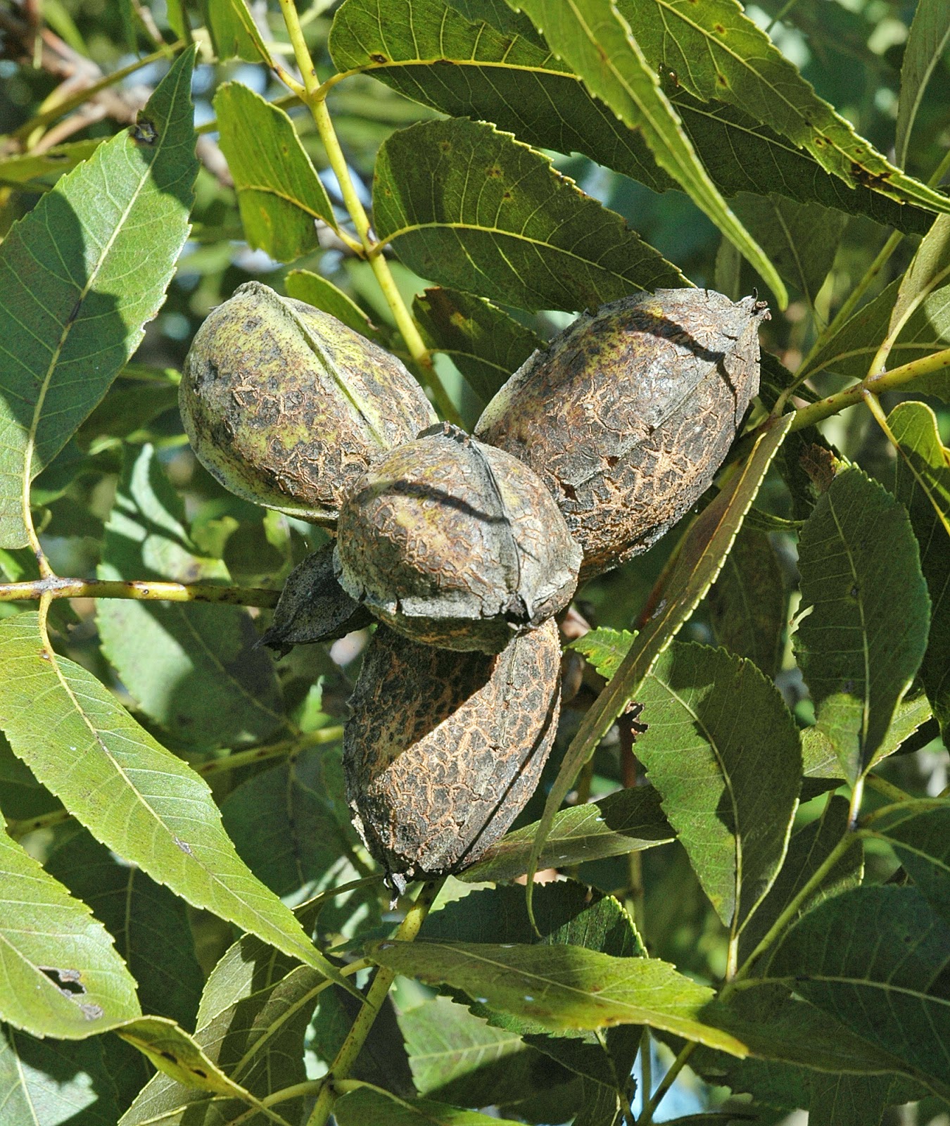 Northern Pecans Pecan cultivar yields The impact of pecan scab