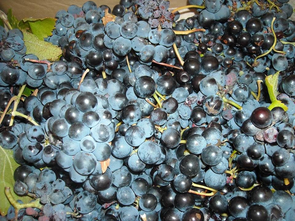 Partager le Voyage RAISIN & VENDANGES / Le Goût de mon Pays