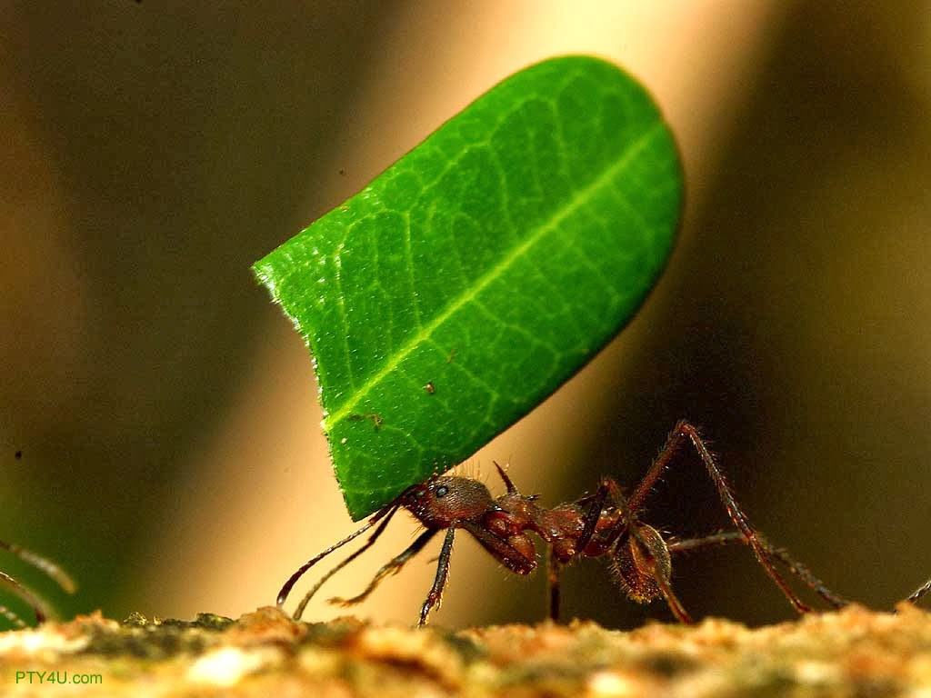 Melhor da Mídia. TV, Imagens, vídeos, fotos e fatos: Sonho com formiga