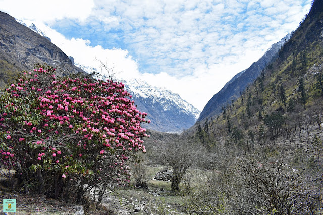 Trekking Valle del Langtang, Nepal