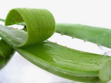 Aloevera