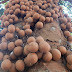 BIBIT KEPEL