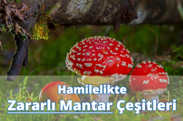 Hamilelikte Zararlı Mantar Çeşitleri Hamilelikte Zararlı Mantar Çeşitleri