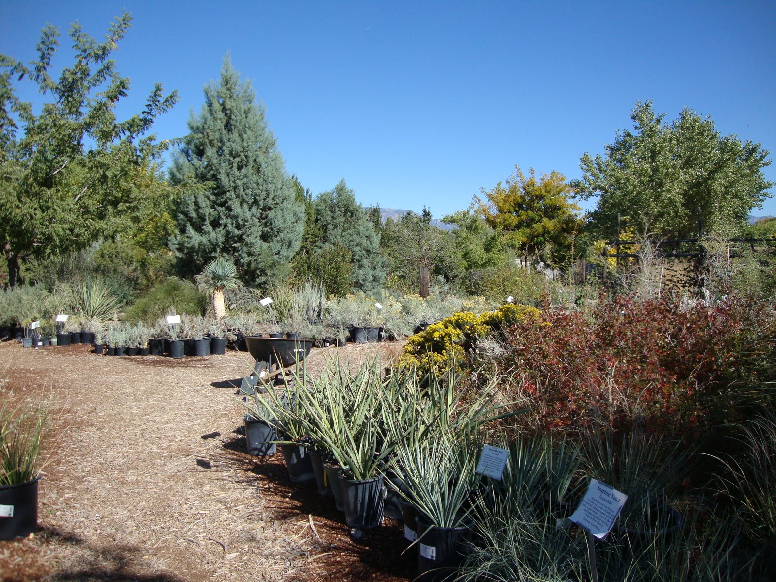 danger garden Plants of the Southwest, a nursery visit