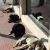 Σκυλίσια ζωή στην πλατεία Κολωνακίου...