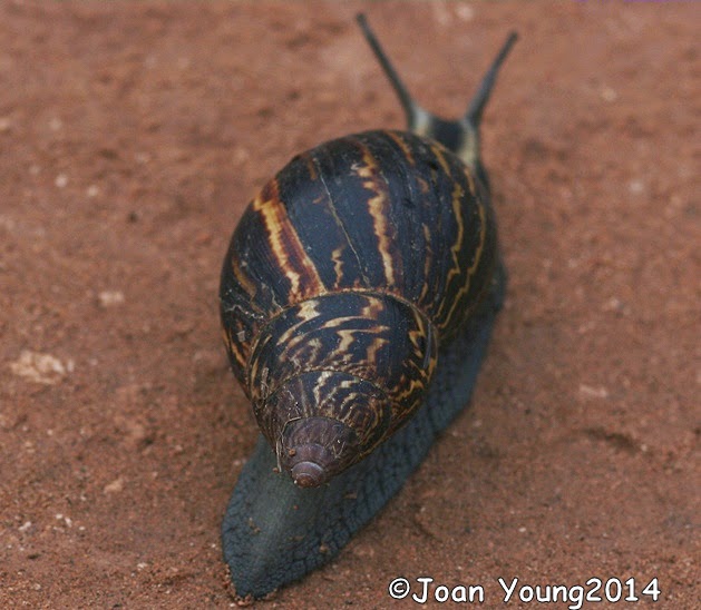 South African Photographs Zebra Agate Snail (Achatina zebra)