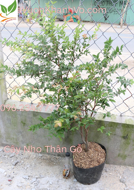 Thú nuôi, cây cảnh: Nho thân gỗ- cầu lộc về cho gia chủ. Nho-than-go-13