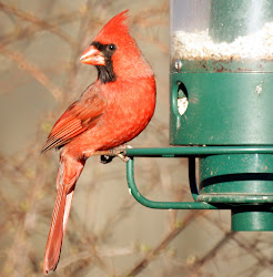 cardinal cardinals wild bird flying birds sweet northern type species
