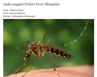 Aedes aegypti