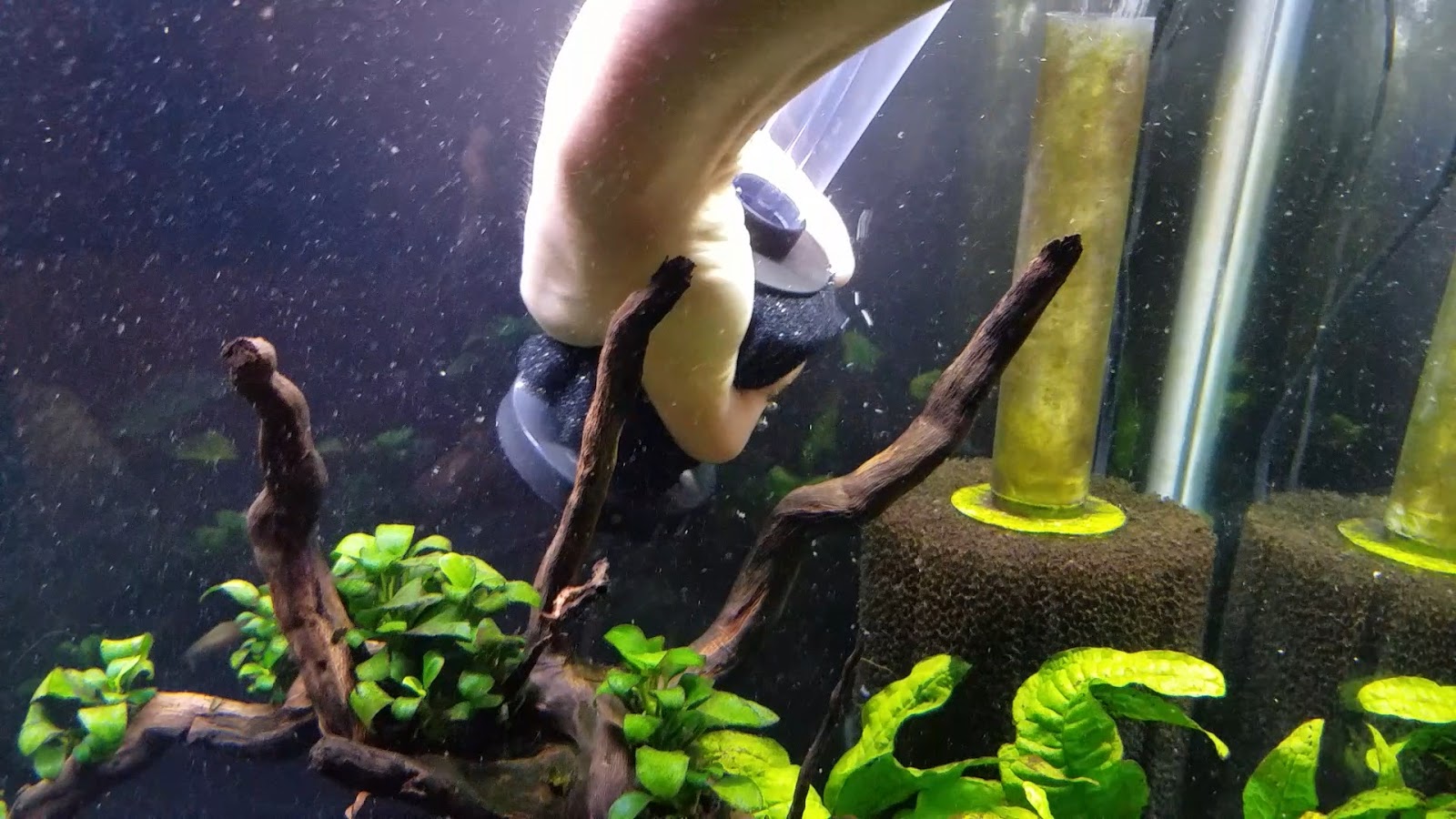 A GAMER'S WIFE How to Install a Sponge Filter + 3 Bonus Tips