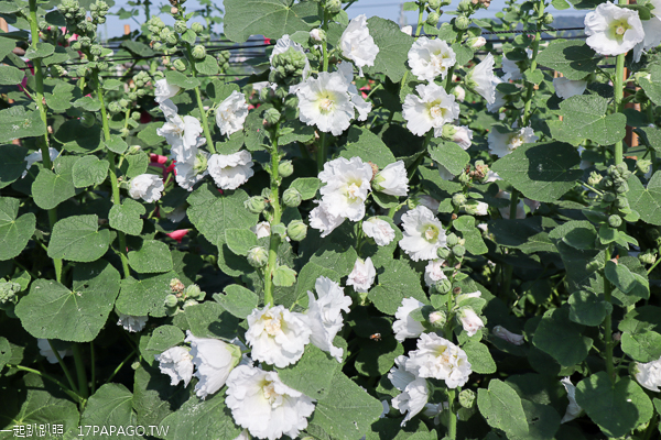 彰化員林|2019愛在員林蜀葵季|一丈紅|蜀葵市集|免費入園賞花 彰化員林|2019愛在員林蜀葵季|一丈紅|蜀葵市集|免費入園賞花