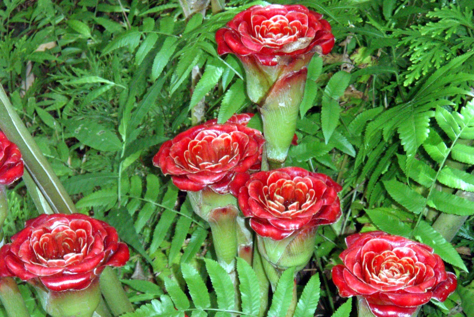 Blok888 Top 10 Most Exotic Flowers in the world 2