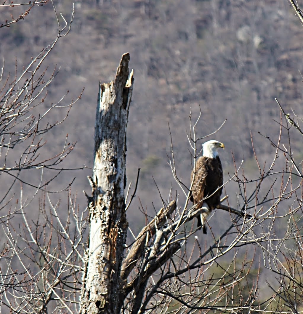 Bald Eagle