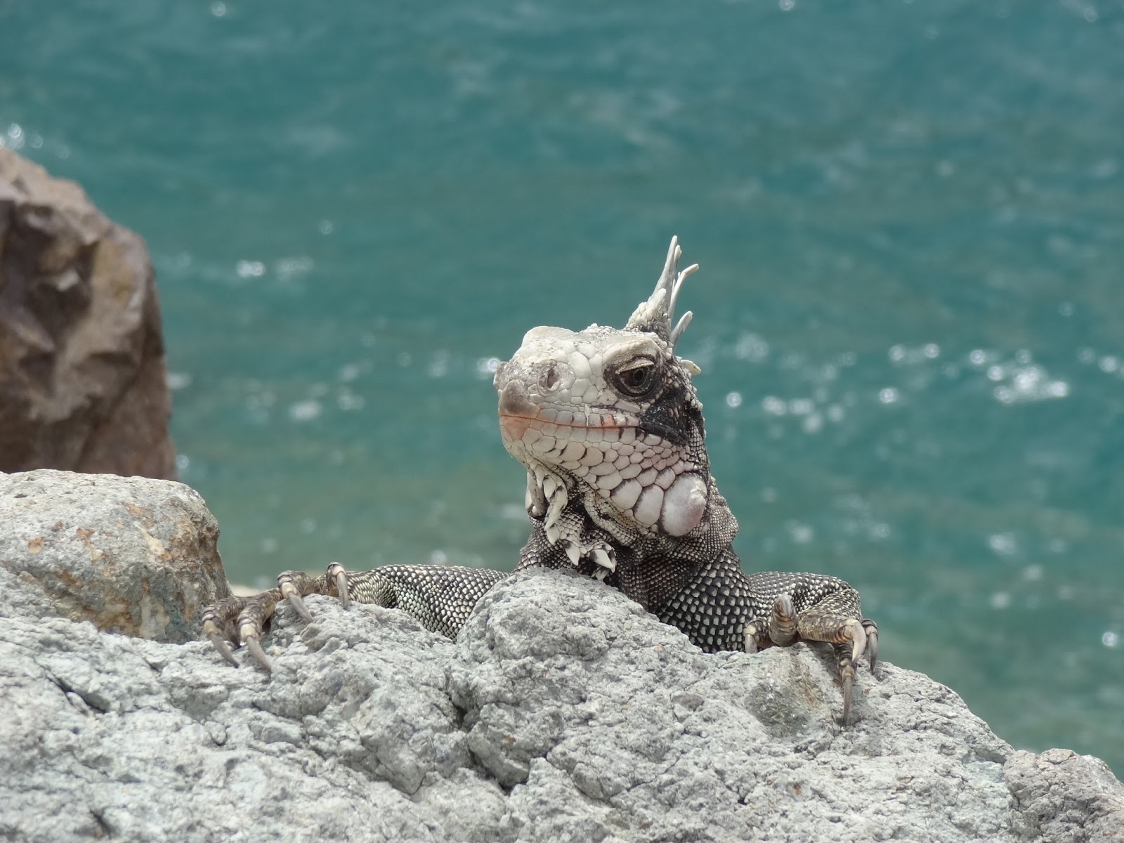 The Iguanas of St. Thomas Picture of the Week The World of Deej