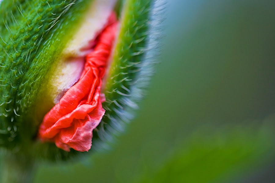 Половые розочки. Растение в форме вагины. Цветок в виде женских половых органов. Красивые половые цветы.