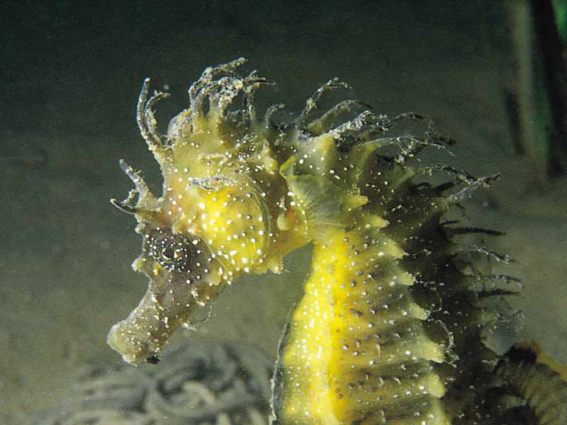 ANIMALES EN PELIGRO DE EXTINCIÓN Caballito de mar (Hippocampus guttulatus) ANIMALES EN PELIGRO DE EXTINCIÓN Caballito de mar (Hippocampus guttulatus)