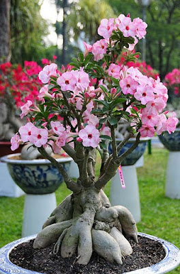 Adenium atau Kamboja Jepang