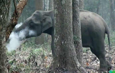Benarkah Gajah India di Foto ini Merokok?