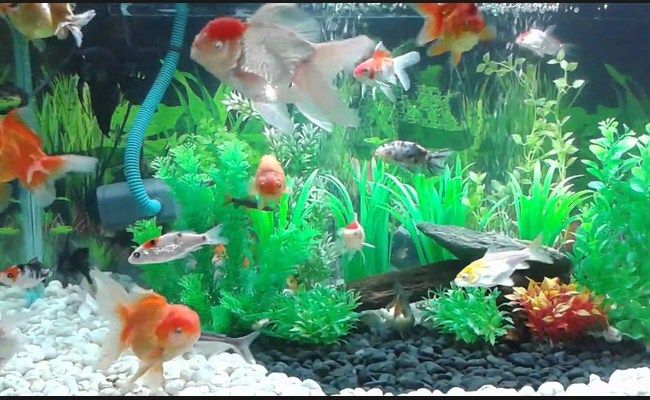 Tips Tata Cara Budidaya Ikan Mas Koki Budidaya Ikan Mas Koki