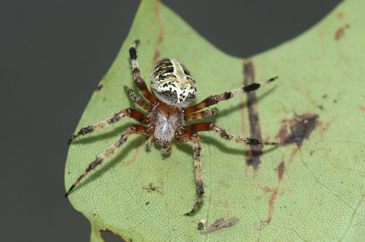 MObugs: Spotted Orb Weaver