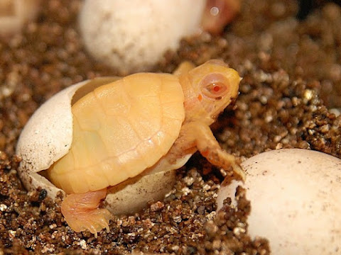 Foto kura-kura albino Kura-kura Brazil Albino