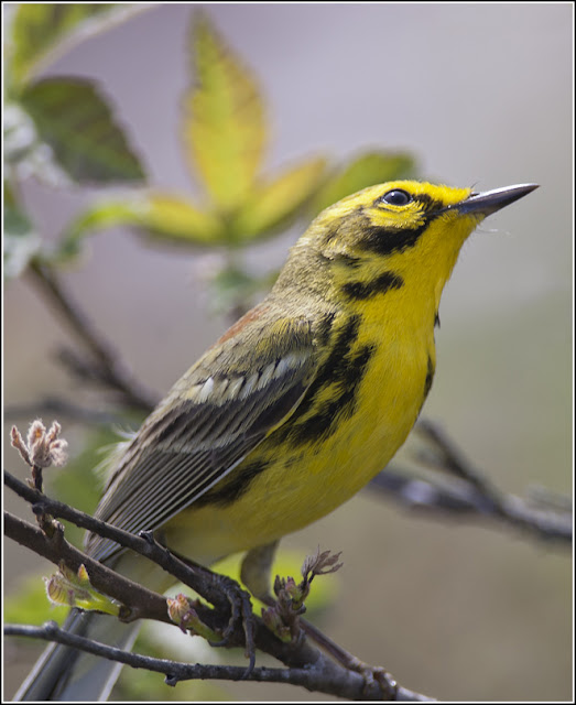 Explorations of an Ecologist: Breeding Prairie Warblers at Carden!