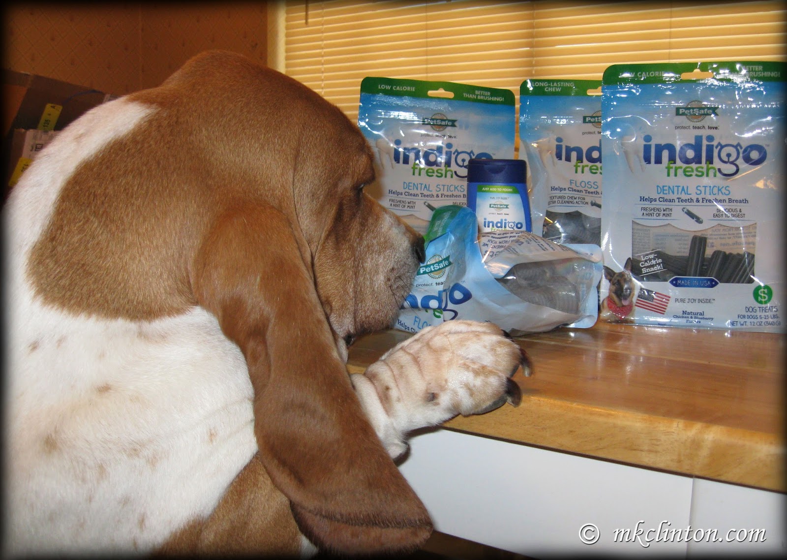 Basset intrigued by PetSafe's Indigo dog dental products