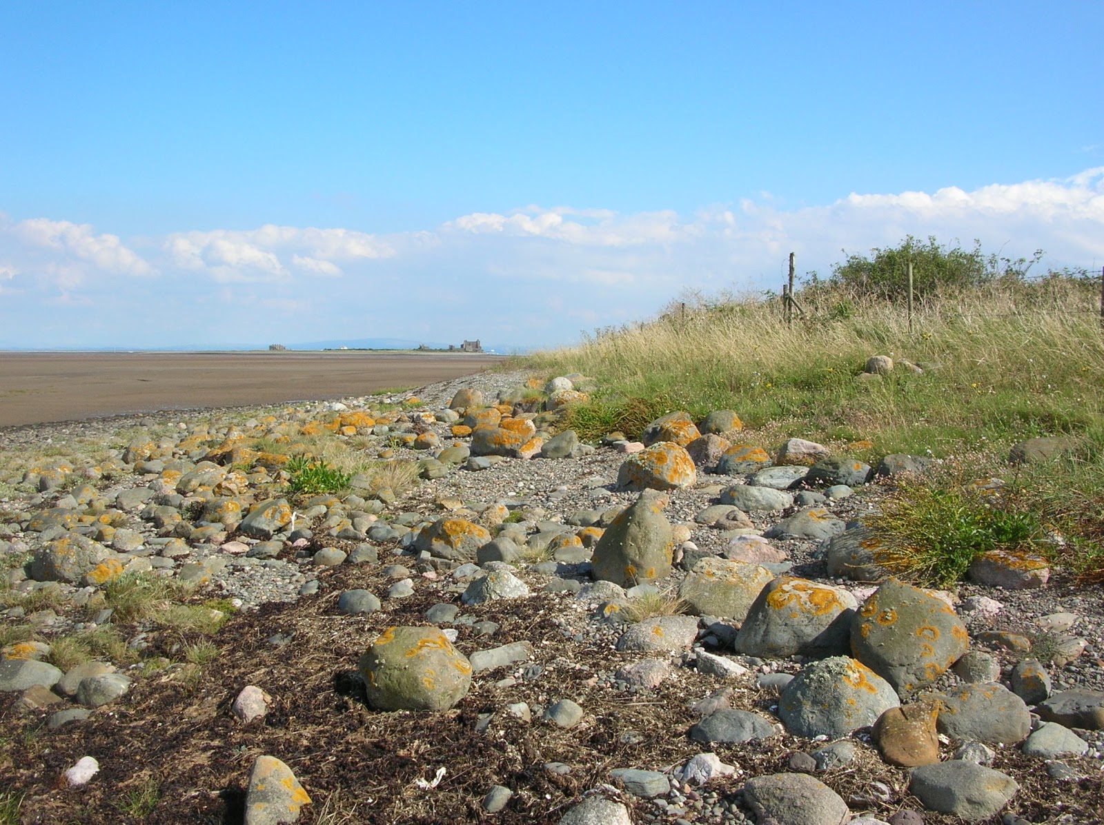 A lifetime of Islands: Island 138 - Sheep Island, Cumbria