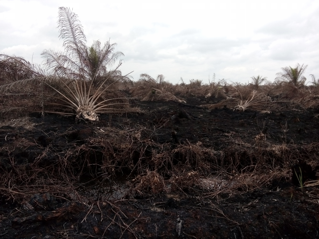 Lahan Gambut Bertumbuhan Sawit Terbakar Lahan Gambut Bertumbuhan Sawit Terbakar