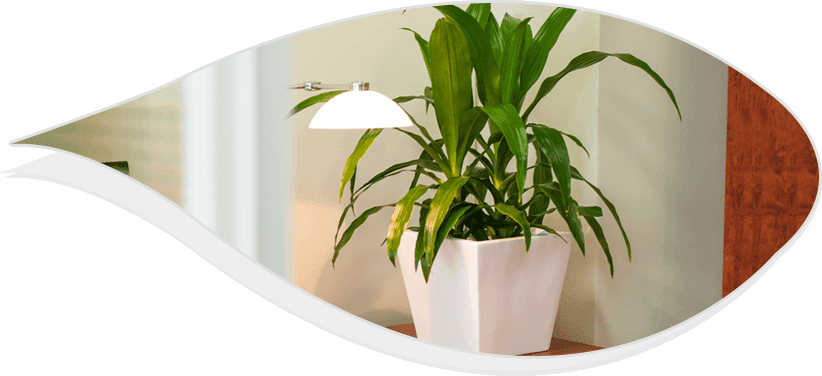 Cautious Measures Before Going For Plant Hire Best Indoor Plants