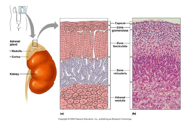 CLASS BLOG: BIO 202 Endocrine