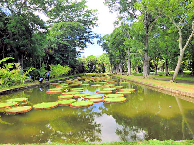 Amazonas Riesenseerosen (C) JUREBU Amazonas Riesenseerosen Teich Pampelmousse Mauritius (C) JUREBU