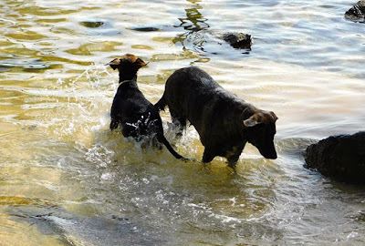 bliss, chestnut, chillout stations, dogs, friends, hamacas, louise, naturism, paya bay resort, shell beach, thelma, tidal pool, zone 3, 