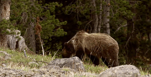  Gambar  Beruang Lucu  Bergerak  ANIMASI DAN GAMBAR  BERGERAK 