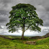 Trees Made Famous by Movies, Music, Art And Literature