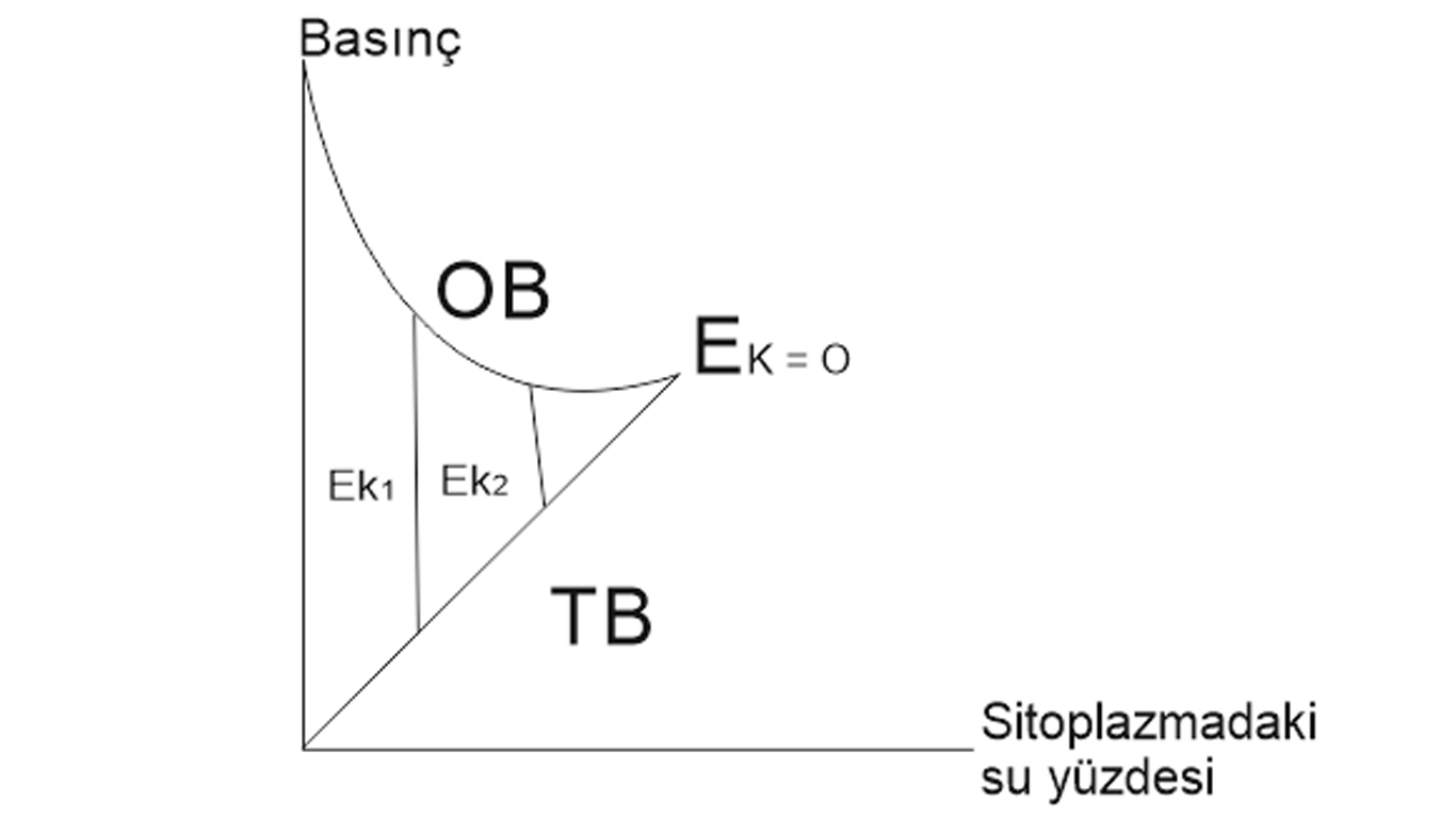 Ozmotik basınç Ozmotik basınç