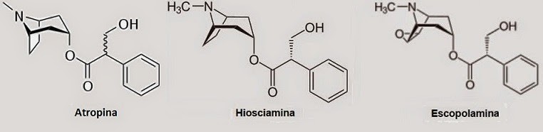 tropanic alkaloids: atropine scopolamine hiosciamine