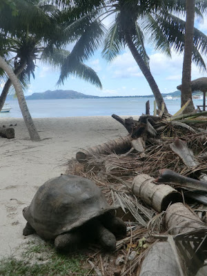 tortugas gigantes seychelles