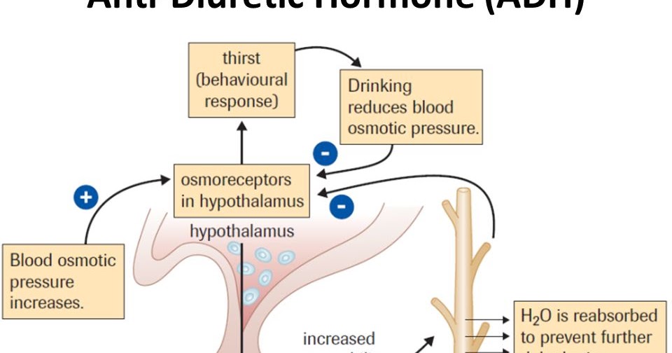 Cara Melakukan Tes Hormon Antidiutetik