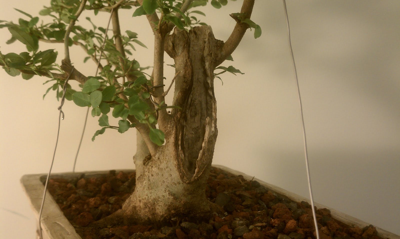 Bodhisattva Bonsai Privet Bonsai Spring Maintenance