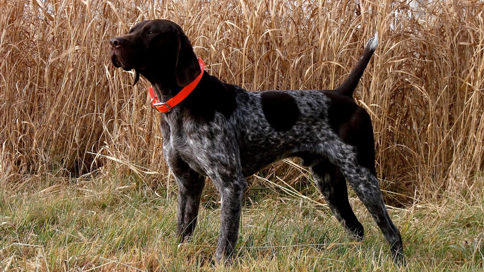 Finished German Shorthaired Pointers For Sale German Choices