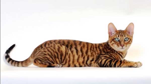 Toyger Cat Breed Information
