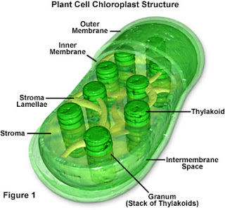 Kloroplas pada sel tumbuhan