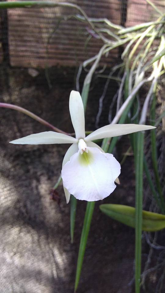 Orquídeas sem mistério: O grupo Cattleya – A verdadeira orquídea:  Brassavolas, estreladas e magníficas.